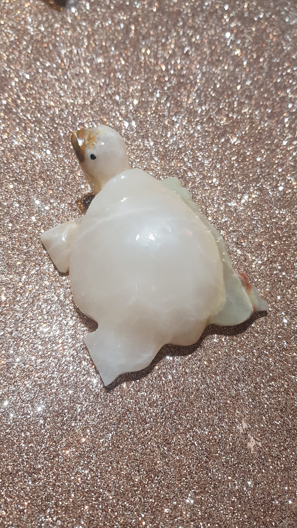 Tartaruga Jade Africana