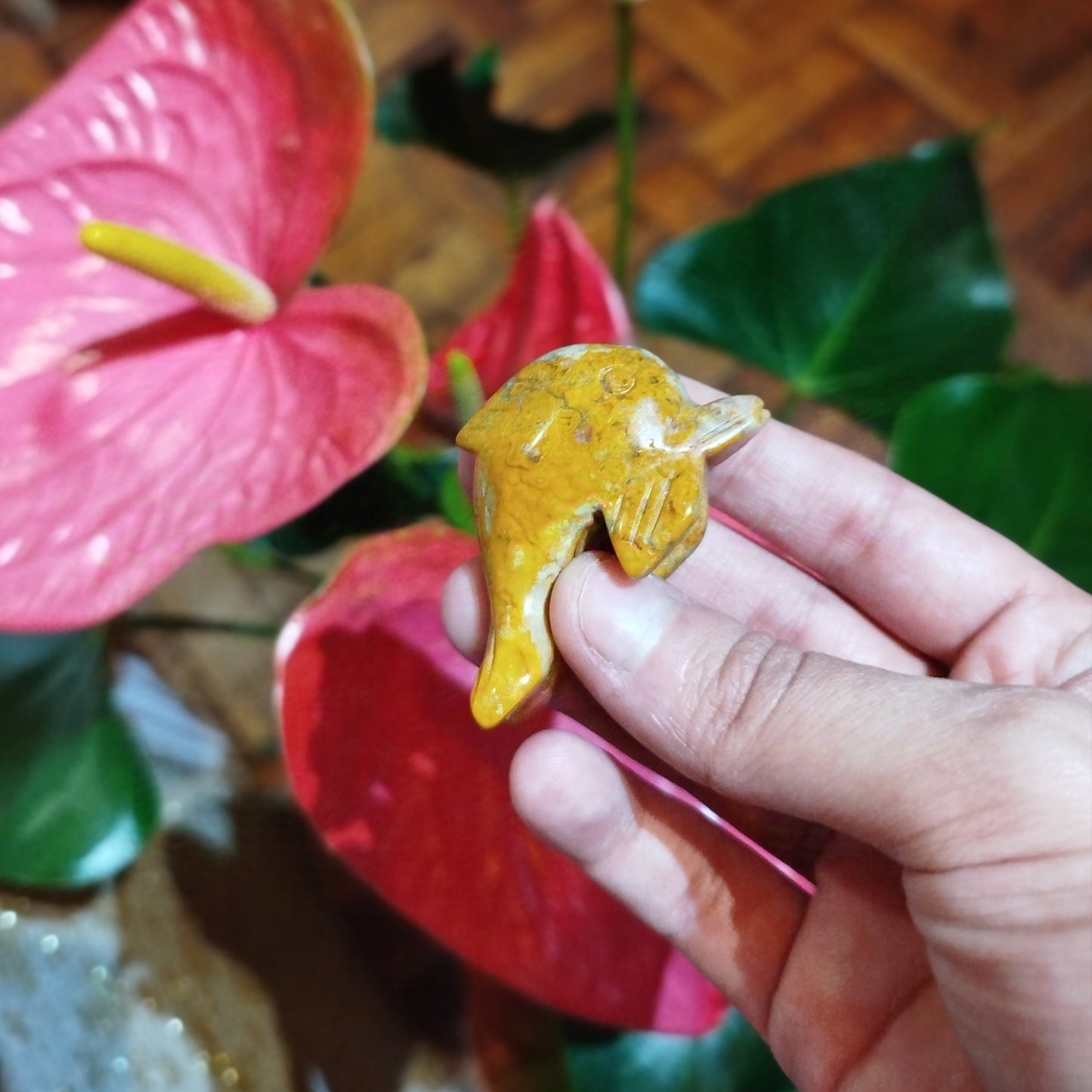 Golfinho Ágata Crazy